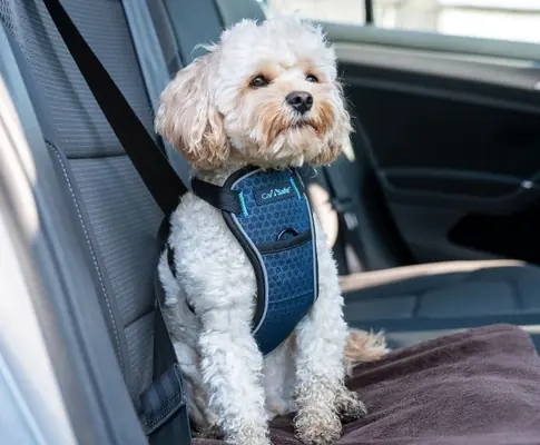 Dog Locked in Car — Emergency Steps (2026)