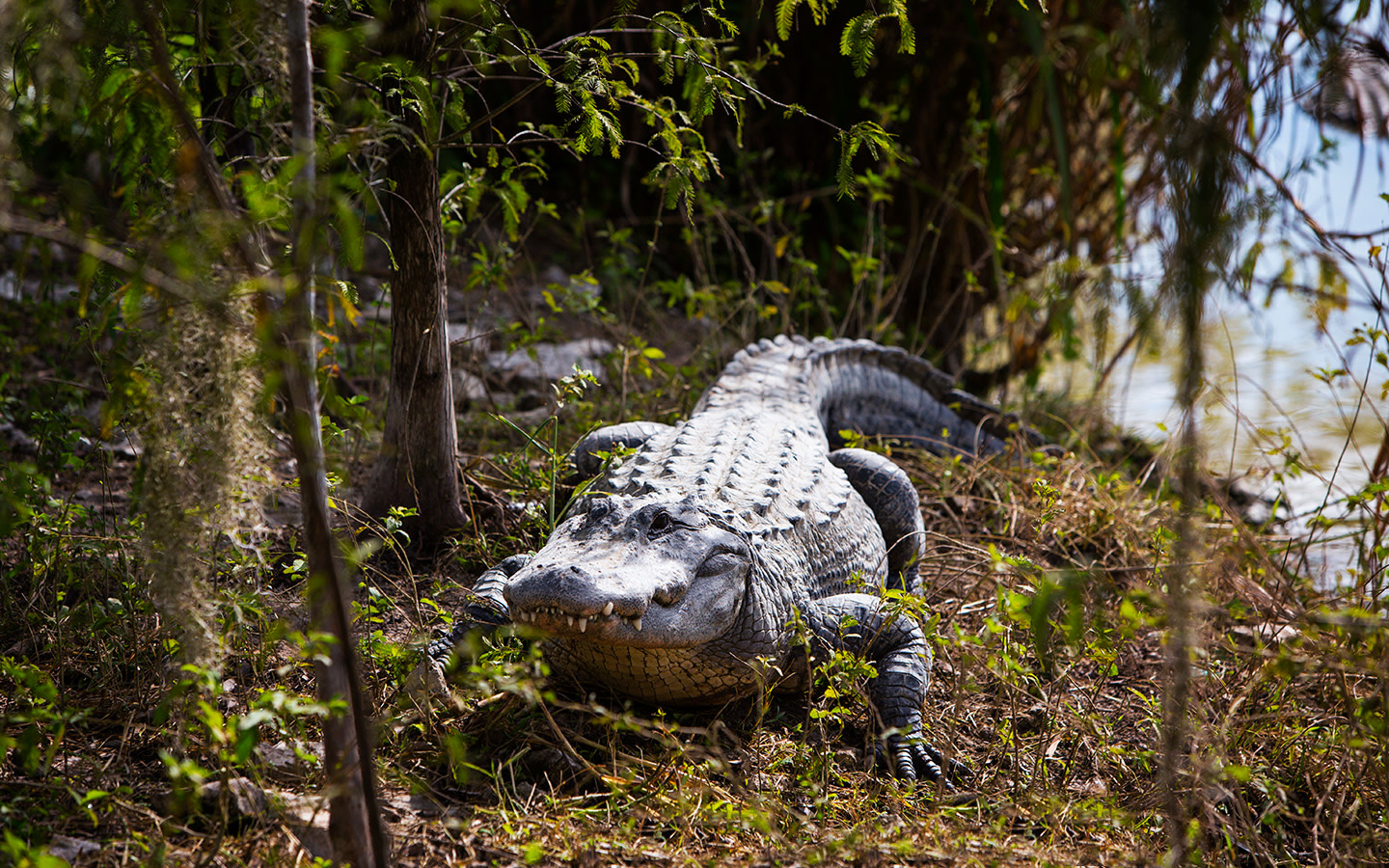 everglades alligator farm 1440x9000 4db3c94e5056a36 4db3ca5f 5056 a36a 0b9e7b6e01f52e3a